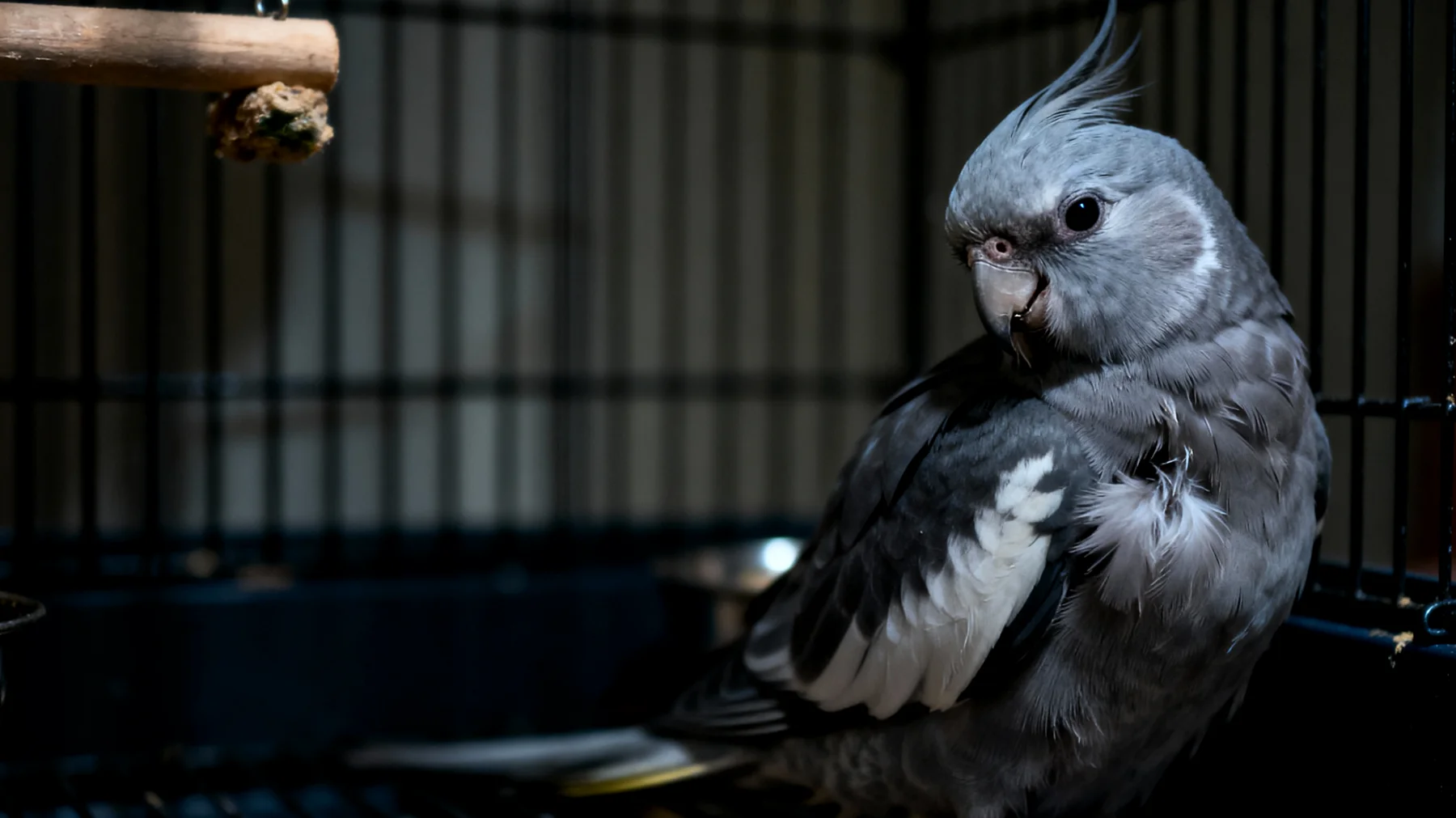 Nymphensittiche zeigen in Innenhaltung häufig Stresssymptome wie Federrupfen, Schreien oder Apathie aufgrund von Bewegungsmangel, fehlender artgerechter Beschäftigung und zu wenig Sozialkontakt"