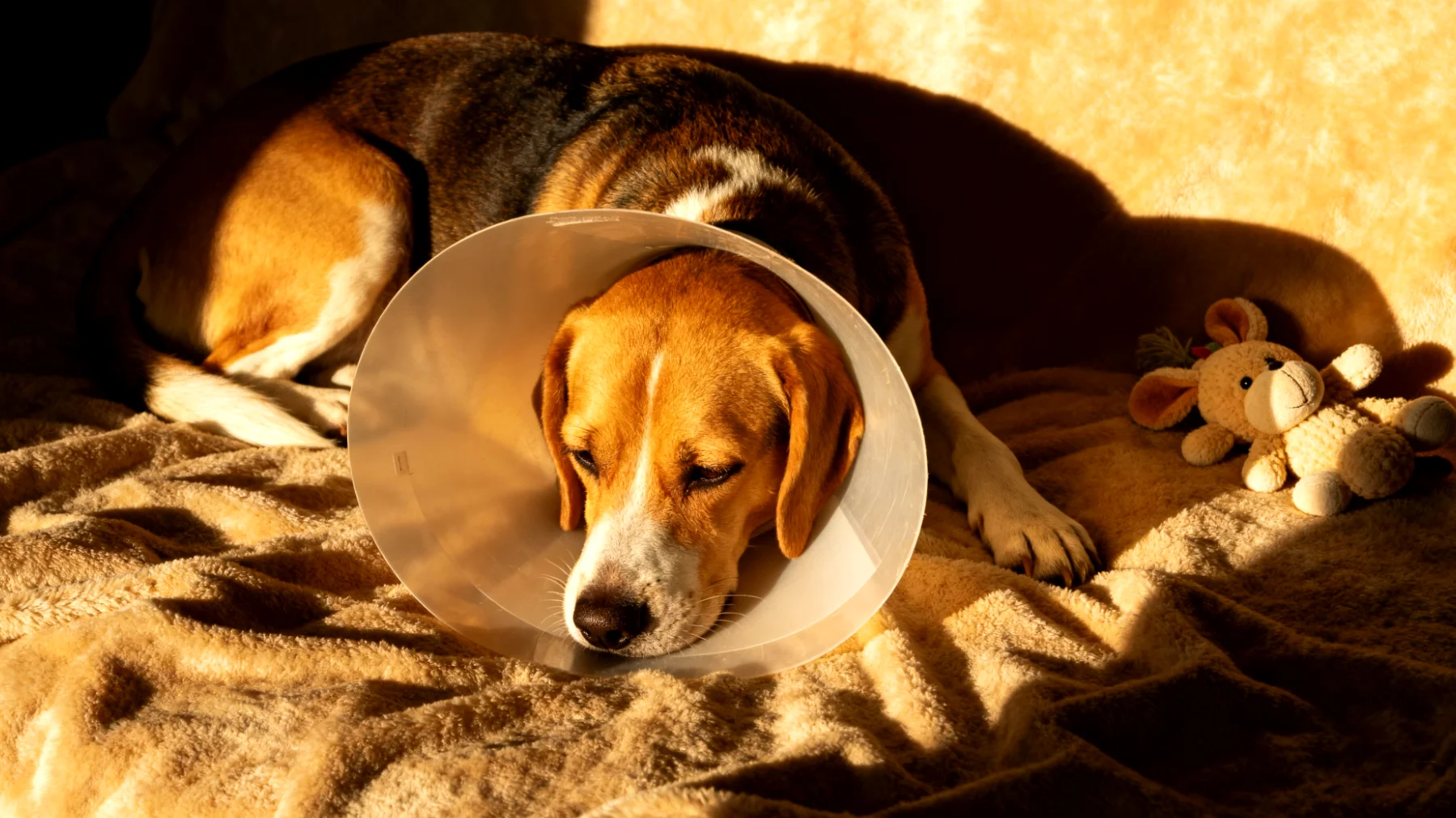 Hunde zeigen nach einer Kastration oft reduzierte Energie und Motivation, wodurch die gewohnte Beschäftigung und Spielroutine schwierig wird. Viele Besitzer wissen nicht, wie sie ihren Hund in der Genesungsphase mental stimulieren können, ohne die Wundheilung zu gefährden."