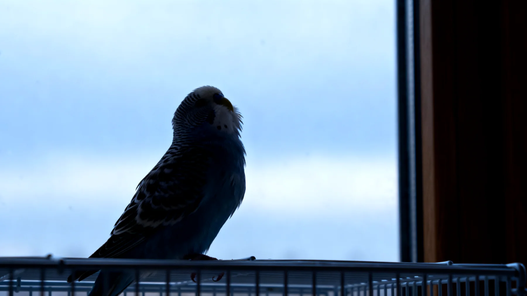 Wellensittiche benötigen in der Wohnung ausreichend Freiflug und artgerechte Beschäftigung, damit sie sich nicht langweilen und Verhaltensstörungen entwickeln"